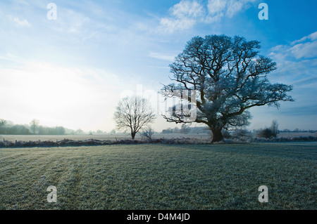 Les arbres croissant in rural field Banque D'Images