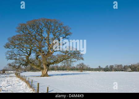 Arbre qui pousse dans le harfang rural field Banque D'Images