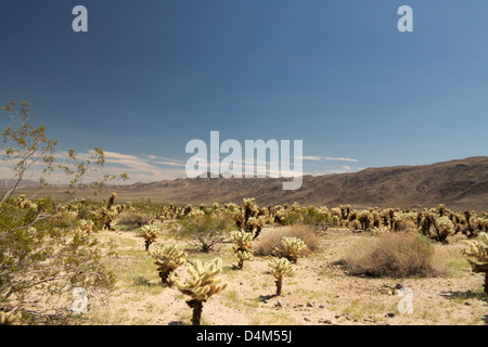 Le parc national Joshua Tree, désert de Mojave, Californie, USA Banque D'Images