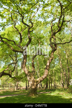 Belle forme courbe de chêne centenaire peut printemps sur Cannock Chase Country Park AONB (environnement naturel d'une bea Banque D'Images