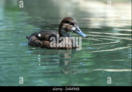 Berlin, Allemagne, Canard flottant Banque D'Images