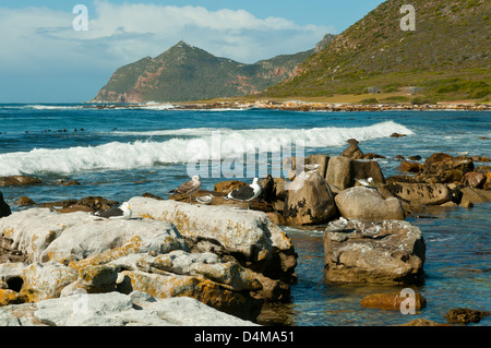 Bussels. Bay, Cap de Bonne Espérance, Western Cape, Afrique du Sud Banque D'Images