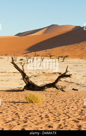 Deadvlei à Sossusvlei, Namib-Naukluft National Park, Namibie Banque D'Images