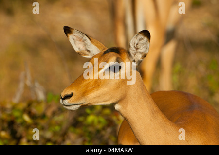 Impala femelle à Savute, Chobe National Park, Botswana Banque D'Images