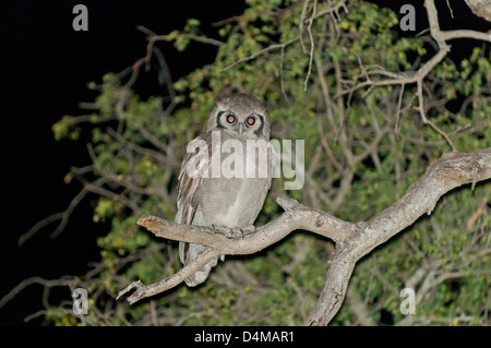 Giant Eagle Owl de nuit dans la réserve naturelle privée Klaserie, Afrique du Sud Banque D'Images