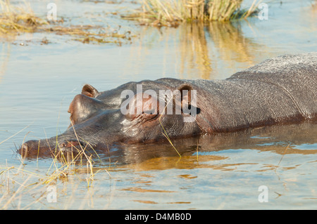 Les hippopotames de la rivière Chobe, Chobe National Park, Botswana Banque D'Images