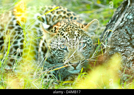 Leopard Cub à Sabi Sands Game Reserve, Mpumalanga, Afrique du Sud Banque D'Images