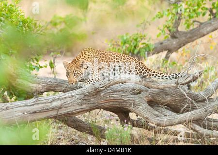 Leopard sur le vagabondage dans la réserve naturelle privée Klaserie, Afrique du Sud Banque D'Images