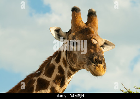 Girafe Smoky Close Up dans le parc national d'Etosha, Namibie Banque D'Images