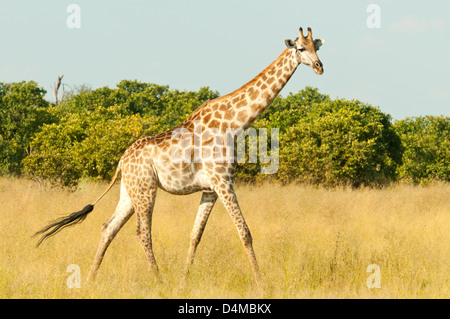 Girafe du sud à Savute, Chobe National Park, Botswana Banque D'Images