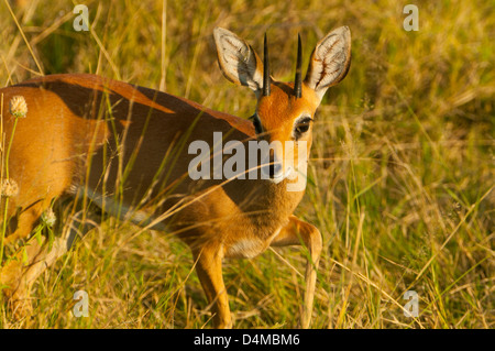 Steenbok à Savute, Chobe National Park, Botswana Banque D'Images