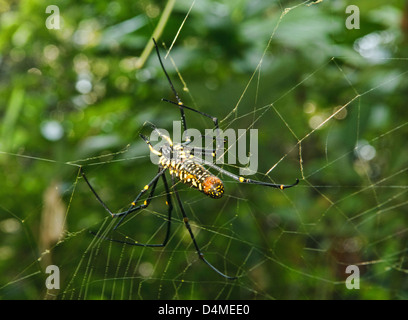 Bois géant (araignée Nephila maculata), Phongsaly, Laos Banque D'Images