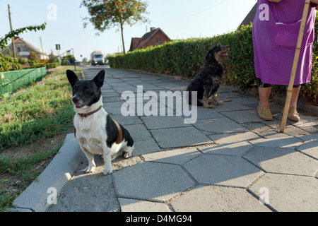 Gostyn, Pologne, une femme va pour une promenade à pied avec leurs chiens Banque D'Images