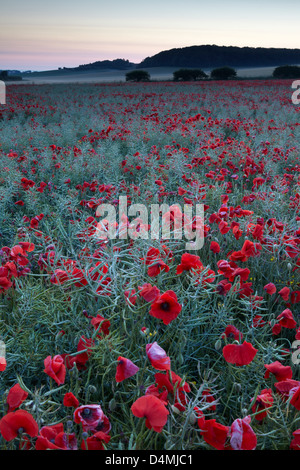 Coquelicots dans la campagne près de North Norfolk Burnham Market Banque D'Images