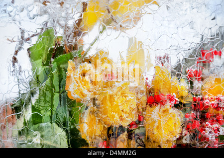 Des fleurs fraîches, congelées dans un bloc de glace Banque D'Images