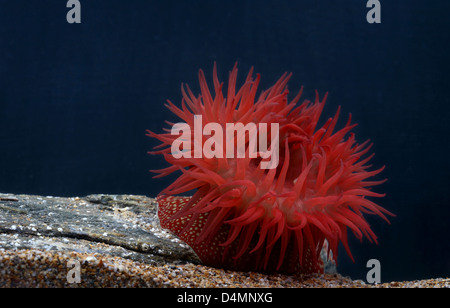 Anémone de fraise [Actinia fragacea] en aquarium Banque D'Images