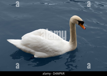 White Swan natation bleu foncé sur la surface de l'eau Banque D'Images