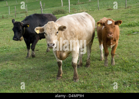 Trois vaches à nourrir dans le sud de l'Allemagne à l'heure d'été Banque D'Images