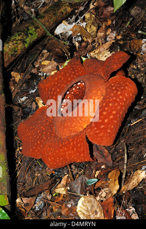Rafflesia arnoldii Plus grande fleur du monde ou la Malaisie Bornéo Sarawak Bloom Banque D'Images