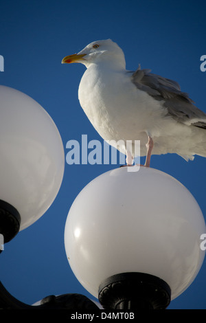 Mouette, Goéland argenté Larus argentatus, debout sur Lampe globe contre ciel bleu Banque D'Images