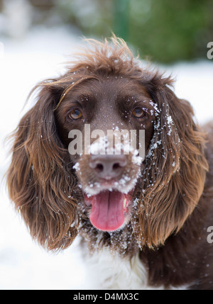 chien dans la neige Banque D'Images