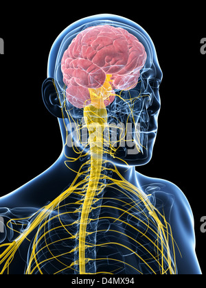 Système nerveux mâle Banque D'Images