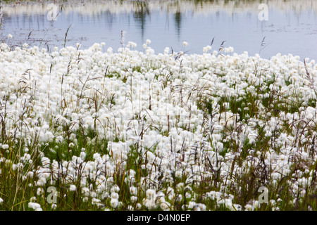 Coton de l'Alaska (Eriophorum brachyantherm) pousse le long d'un lac de la toundra dans la section ouest de l'Alaska Denali National Park Banque D'Images