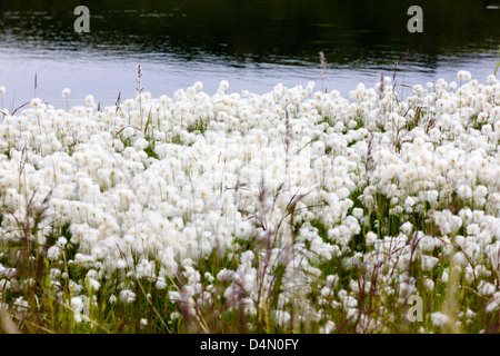 Coton de l'Alaska (Eriophorum brachyantherm) pousse le long d'un lac de la toundra dans la section ouest de l'Alaska Denali National Park Banque D'Images