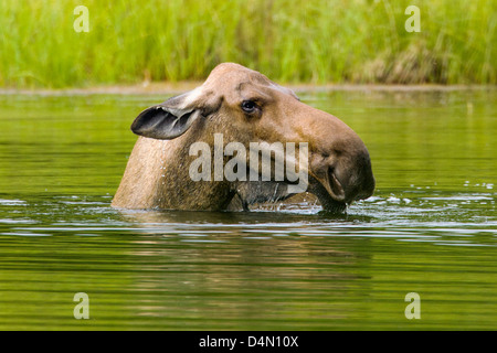 Les Orignaux (Alces alces) se nourrissent de la végétation dans un lac, Denali National Park & Preserve, Alaska, USA Banque D'Images