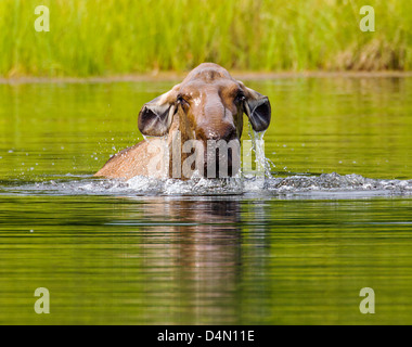 Les Orignaux (Alces alces) se nourrissent de la végétation dans un lac, Denali National Park & Preserve, Alaska, USA Banque D'Images