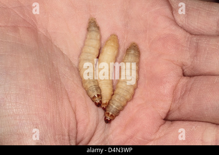 De Gros plan sur Waxworms childs hand Banque D'Images