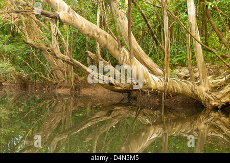 Réflexions dans Barratt Creek, Parc national de Daintree, Queensland du Nord, Australie Banque D'Images
