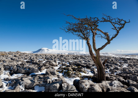 Arbre d'aubépine les lapiez avec la montagne de Ingleborough dans les vallées du Yorkshire, UK Banque D'Images