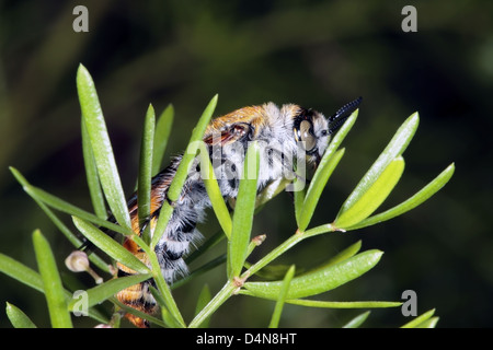 Grand, environ 30mm, jaune fleur poilue séchage guêpe ailes sur Asparagus- Campsomeris tasmaniensis - Fmily Scoliidae Banque D'Images