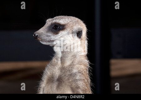 Suricate / Meerkat - Portrait- Suricata suricatta- Famille Herpestidae Banque D'Images