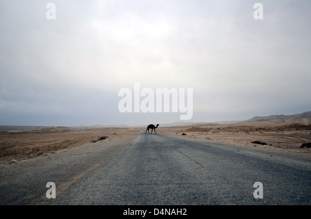 Israël, désert du Néguev, chameau arabe (Camelus dromedarius) traverse la rue Banque D'Images