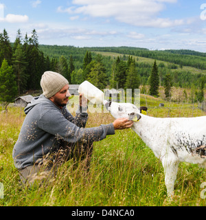 L'alimentation de l'homme de l'agneau, Ransby, Värmland, Suède, Europe Banque D'Images