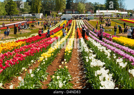 Festival des tulipes d'Tessalaar à Victoria, de Monbulk Banque D'Images