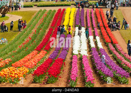 Festival des tulipes d'Tessalaar à Victoria, de Monbulk Banque D'Images