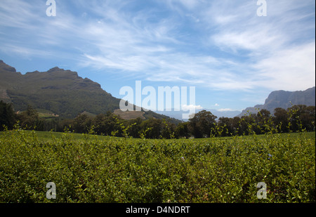 Tokara Paysage dans Stellenbosch - Western Cape - Afrique du Sud Banque D'Images