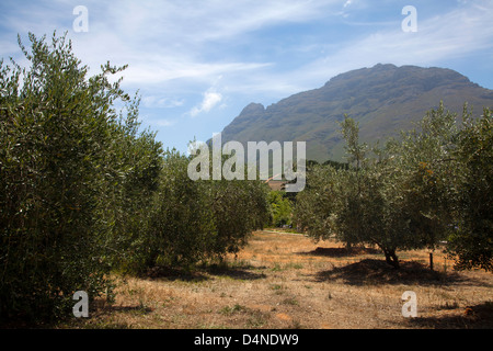 Tokara oliveraies à Stellenbosch - Western Cape - Afrique du Sud Banque D'Images