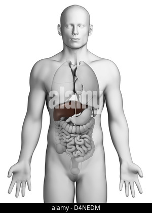 Rendu 3d illustration - le foie mâle Banque D'Images