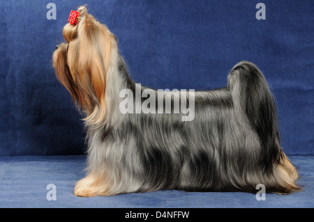 Yorkshire Terrier magnifique se dresse sur fond bleu textiles Banque D'Images