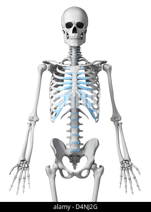 Thorax squelettique Banque D'Images
