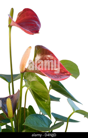 Détail d'une fleur rouge Flamingo en blanc retour Banque D'Images