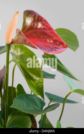 Détail d'une fleur rouge Flamingo en gris clair retour Banque D'Images