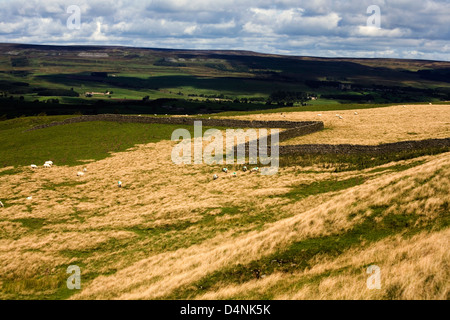 Mur de pierres sèches marquant une limite de champ West Burton Wensleydale Yorkshire Dales Banque D'Images