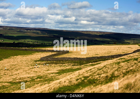 Mur de pierres sèches marquant une limite de champ West Burton Wensleydale Yorkshire Dales Banque D'Images