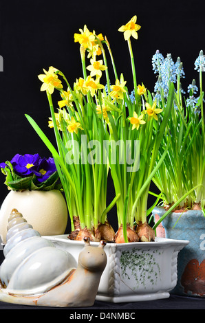 Fleurs de Pâques daffodills muscari et escargot sur noir Banque D'Images