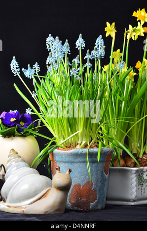 Fleurs de Pâques daffodills muscari et escargot sur noir Banque D'Images